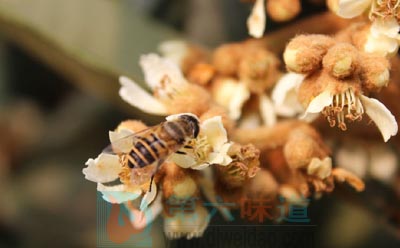 枇杷蜂蜜的功效简介——第六味道